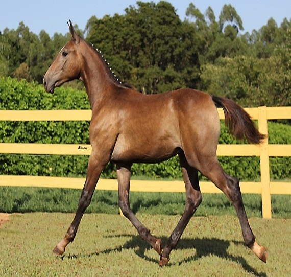 Fechamento do  X Leilão Virtual do Haras Transwaal - 2019