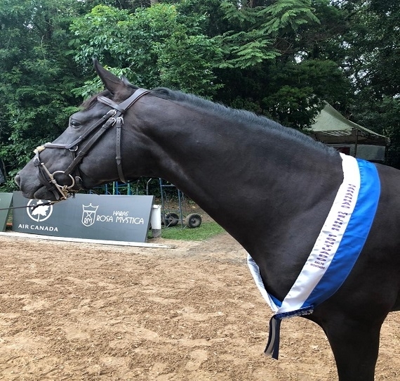 Haras Transwaal faz dobradinha na aprovação de garanhões 2019